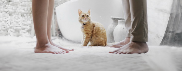 бывший и кот.jpg дружить ли с бывшим